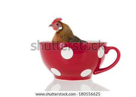 chicken in big red soup cup