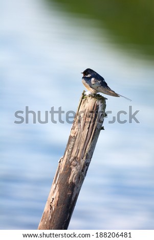 common house Martin on wooden pole in water