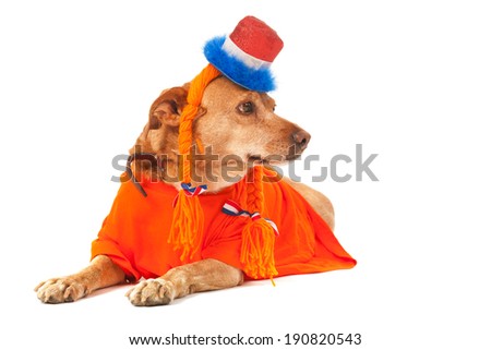 Dutch dog in orange with flags as soccer supporter