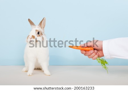 veterinarian is attracting a rabbit with a carrot
