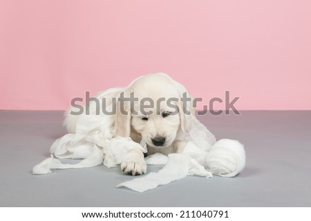 Puppy Golden Retriever playing with bandage from the veterinarian