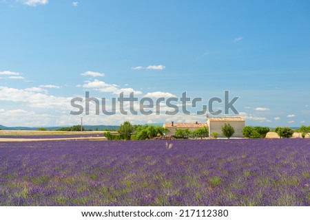 French lavender field with house the south of France