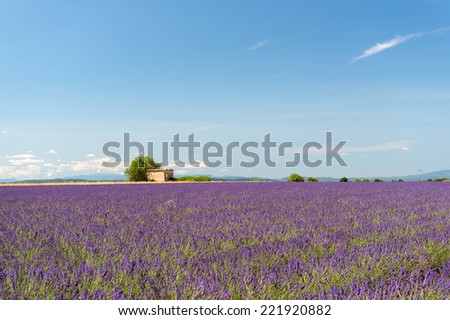 Old broken house in French lavender field