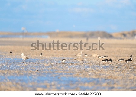 Similar – Foto Bild Austern im Wattenmeer