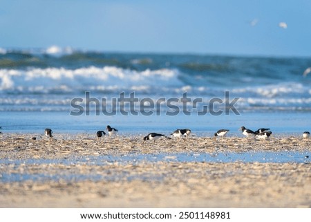 Similar – Foto Bild Austern im Wattenmeer