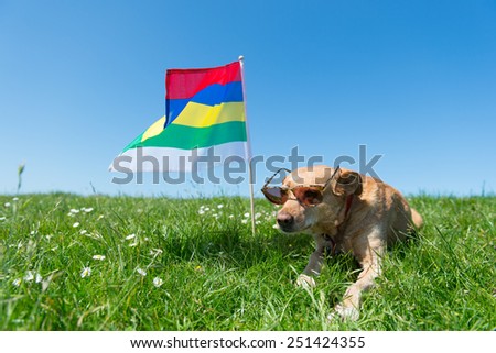 Brown cross breed dog laying in grass at Dutch wadden island Terschelling