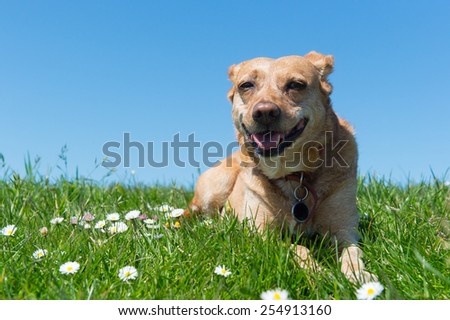 Brown cross breed dog laying in grass