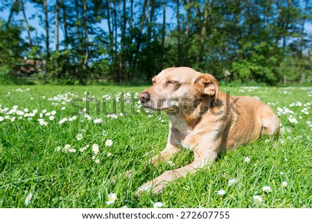 Cross breed dog laying in grass and flowers