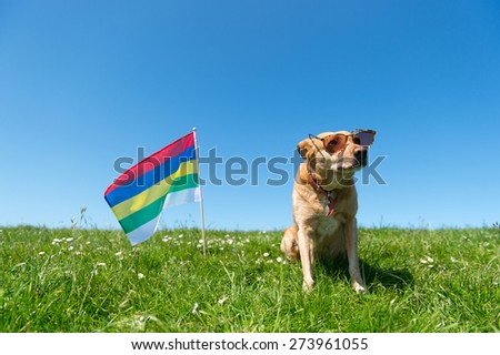 Dog with sunglasses and Dutch flag at wadden island Terschelling