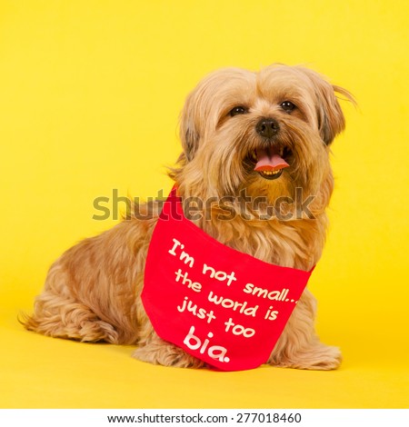 Little mixed breed dog with long hair on yellow background and the text not small but world is too big