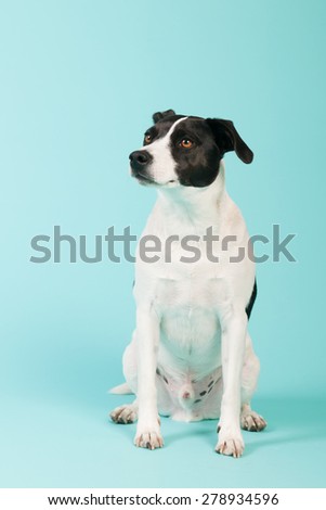 Black and white cross breed dog on blue background