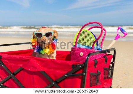 Funny dog with sunglasses on vacation at the beach