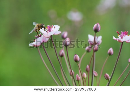 Honey bee on Pink wild grass rush in nature