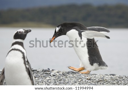 funny walking penguin