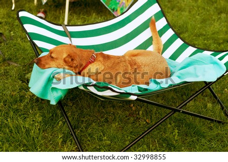 Brown dog is laying on its bed at the camping ground