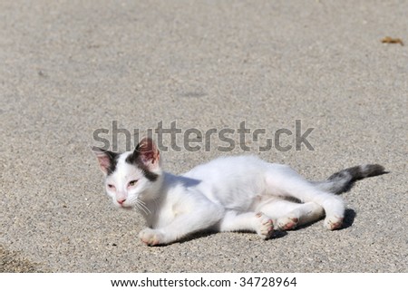 Little Greek cat suffering from a disease at the eyes