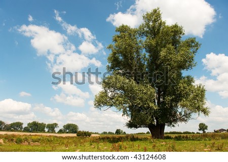Tree in nature landscape at summer season