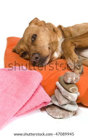 Zen moment and Spa treatment for dog