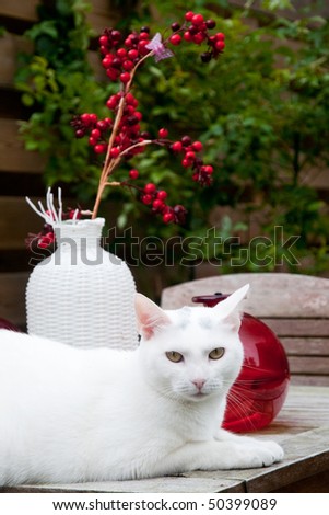Cute white cat is laying at table in the garden