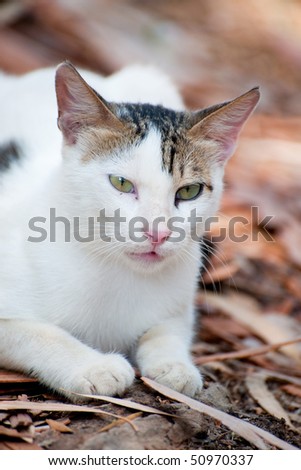 portrait of white and tiger striped Greek alley cat outdoor