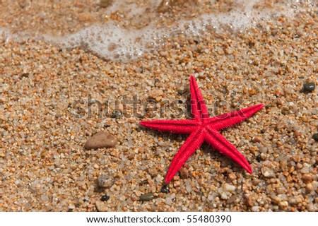 Red starfish in the sand at the beach