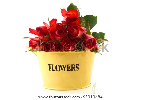Bouquet of red roses in yellow bucket isolated over white