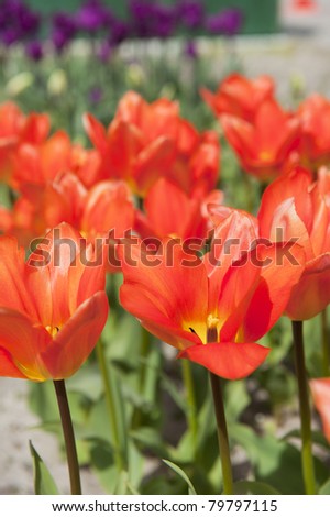 Red tulips in the Dutch flower bulbs fields