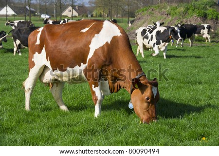 Dutch Brown And Black With White Cows In Landscape Stock Photo 80090494 ...