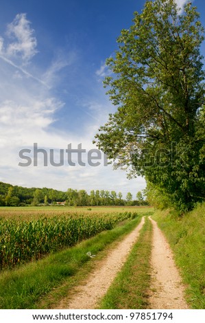 Maize and a sand lane in agriculture vertical landscape