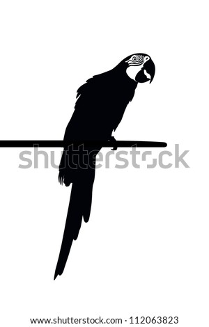 Parrot Vector - 112063823 : Shutterstock