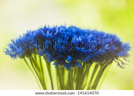Gentle blue cornflowers bush macro against the backdrop of green garden