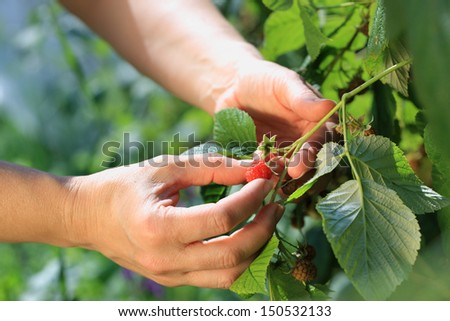Woman hands picking a red raspberry