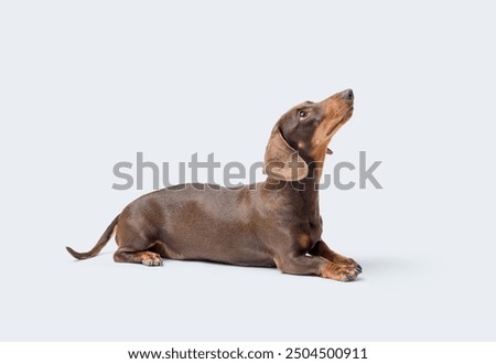 Similar – Image, Stock Photo Cute purebred dog lying on sofa