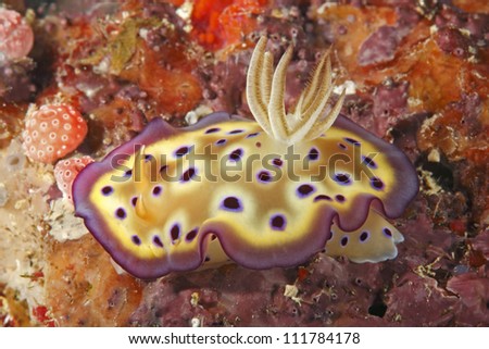 A nudibranch, or sea slug, Chromodoris kuniei. Uepi, Solomon Islands. Solomon Sea, Pacific Ocean