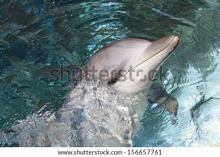A Bottlenose Dolphin head and face above water