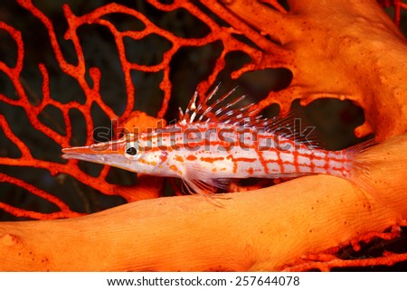 Long Nose Hawkfish, Oxycirrhites typus. Uepi, Solomon Islands