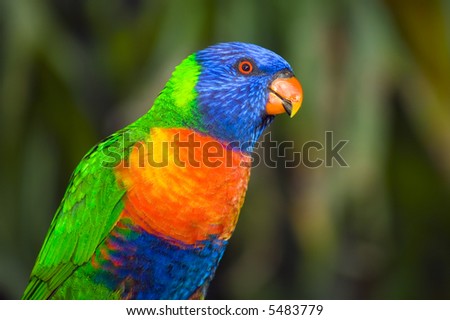 a portrait of a beautiful Australian Rainbow Lorikeet