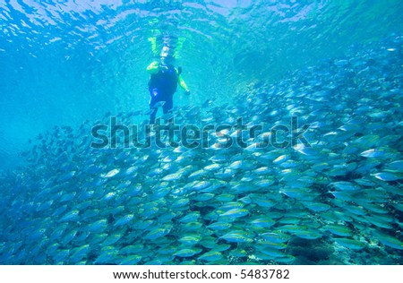 a scuba diver entering the water near a school of fish. The divers brightly colored wetsuit is reflected on the surface