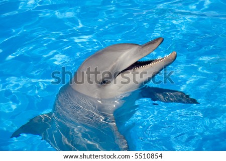 A happy Bottlenose Dolphin laughing and showing the teeth