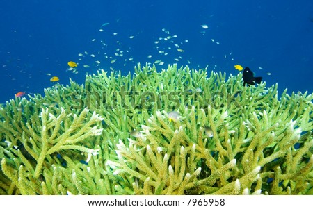 many small tropical fish swimming around a patch of hard green coral, with a blue water background, underwater.
