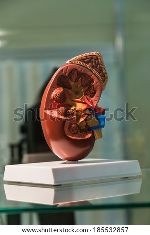 plastic anatomical model of human kidney