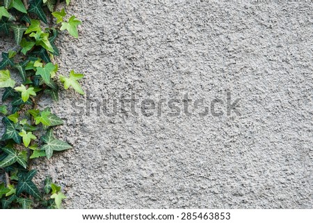 Roughly plastered gray wall with climbing ivy (Hedera helix) on it. Background.