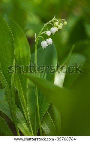 Lilies of the valley photographed in a forrest