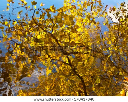 Autumn leaves on tree refelected in slow running river Lostock, Lancashire, UK