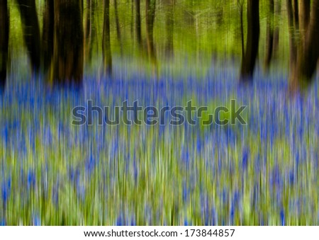 Abstract view of trees in Spring with Bluebells, Lancashire, UK