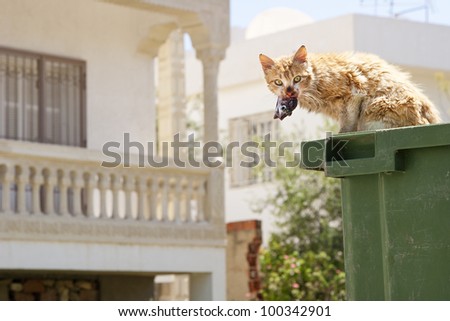 Cat eating fish from a garbage can. Looking up with fish in mouth.