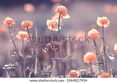 Photo of vintage background little flowers, nature beautiful, toning design spring nature, sun plants
