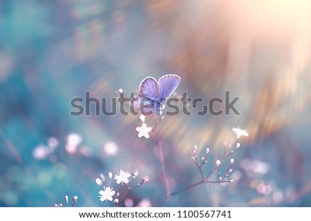 Similar – Image, Stock Photo beautiful flowers and sunset in the nature in autumn season