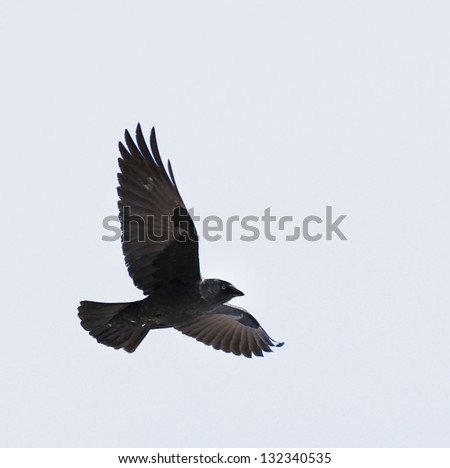 flying crow on white