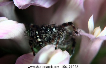small jumping spider on a flower